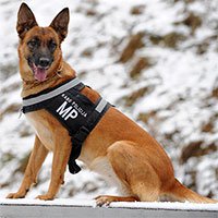 Áo khoác giúp những chú chó cứu hộ tiếp nhận mệnh lệnh từ xa