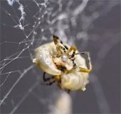 Ấu trùng ong bắp cày tấn công hệ thần kinh nhện, kết lưới và tạo kén