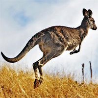 Australia cho phép thợ săn giết hàng triệu con kangaroo hàng năm