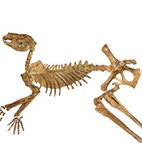 Australia phát hiện hóa thạch của 3 loài chuột túi cổ đại khổng lồ mới