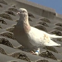 Australia quyết tiêu hủy chú chim bồ câu bay xuyên Thái Bình Dương