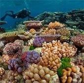 Australia triển khai hệ thống bảo vệ các rạn san hô