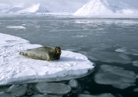 Bắc Cực mất khối băng gấp 3 lần nước Bỉ mỗi ngày