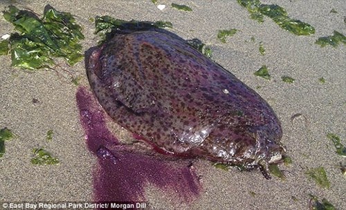 Bắc Mỹ xuất hiện sên biển khổng lồ màu tím giống nội tạng người