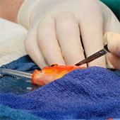 Bác sĩ Australia phẫu thuật u não cho cá vàng