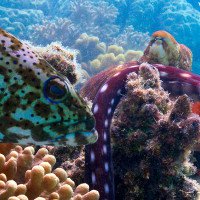 Bạch tuộc và cá mú hợp lực săn mồi dưới đáy biển Australia