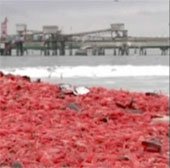 Bãi biển chuyển màu đỏ vì xác tôm