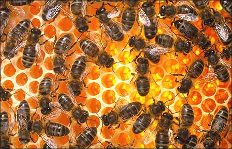 Bài học dân chủ tối ưu ở loài ong