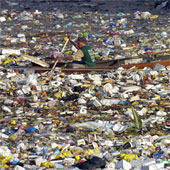 Bãi rác nổi lớn nhất thế giới đe dọa sinh vật biển
