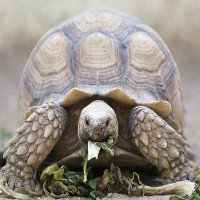 Bạn có biết: loài rùa sinh tồn qua mùa đông bằng cách... thở bằng mông