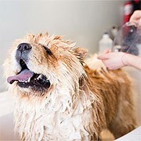 Bạn nên tắm cho chú chó cưng bao lâu một lần?