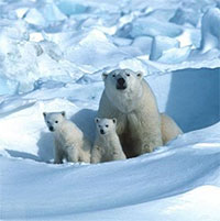 Băng biển Bắc Cực giảm có liên quan đến hiện tượng thời tiết cực lạnh
