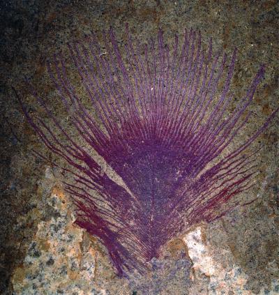 Bằng chứng của màu sắc óng ánh trên hóa thạch lông chim 40 triệu năm tuổi