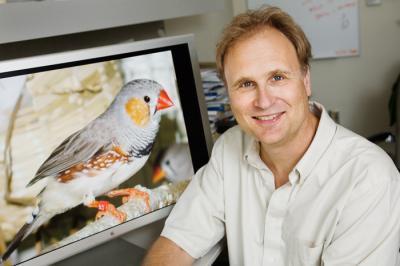 Bằng chứng về ký ức trong não của chim biết hót