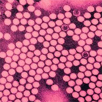 Bang New York tuyên bố tình trạng thảm họa khẩn cấp vì bệnh bại liệt