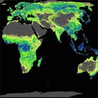 Báo cáo khoa học hướng dẫn cần trồng bao nhiêu cây thì đủ để cứu lấy Trái đất