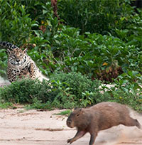 Báo đốm hạ gục loài chuột to nhất thế giới chỉ bằng 