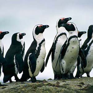 Bảo tồn gen chim cánh cụt Nam Phi
