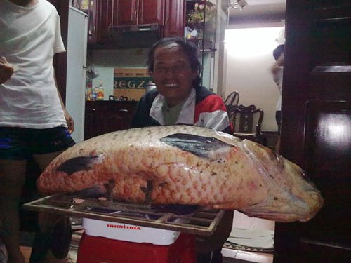 Bắt cá trắm đen nặng kỷ lục tại Hà Nội