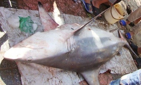 Bắt được cá mập trắng sát bờ biển Quy Nhơn