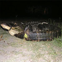 Bắt được cá sấu dài hơn 3m, có thể đã lên đến 100 năm tuổi