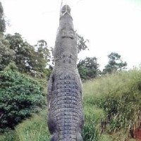Bắt được cá sấu “quái vật” khổng lồ ở Australia