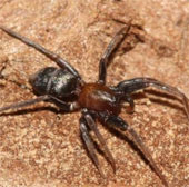 Bật mí nguyên nhân nhện đực ăn thịt bạn tình