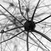 Bất ngờ phát hiện cách thức liên lạc lạ của neuron thần kinh