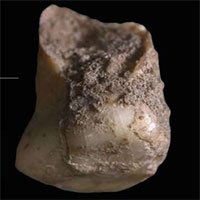 Bất ngờ phát hiện răng sữa 48.000 năm tuổi