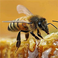 Bất ngờ với khả năng biết tính số chẵn, lẻ của loài ong mật