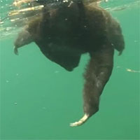 Bất ngờ với loài động vật chậm chạp nhất trên thế giới, nhưng lại có thể bơi cực nhanh