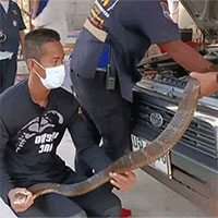 Bắt rắn hổ mang chúa dài hơn 3 mét trốn trong động cơ ô tô