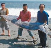 Bắt sống cá mái chèo khổng lồ ở Đài Loan