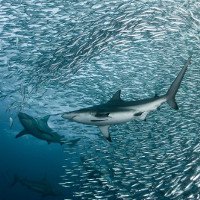 Bầy cá mập quần thảo giữa luồng cá đối khổng lồ