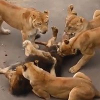 Bầy sư tử cái nổi giận, xúm vào nhổ lông sư tử đực