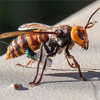 Bẫy tử thần có thể dụ hàng nghìn ong bắp cày sát thủ