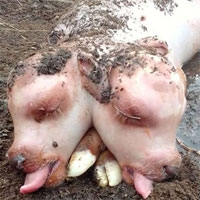 Bê 2 đầu với cơ thể lợn kỳ lạ được phát hiện ở Nga