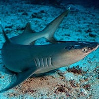 Bệnh da bí ẩn đe dọa cá mập sắp nguy cấp