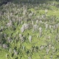 Bệnh lạ làm chết hàng trăm ngàn cây ở Hawaii