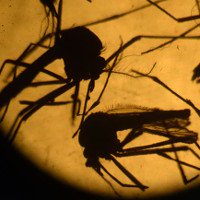 Bệnh nhân Zika thứ 4 ở Việt Nam là một người Đức