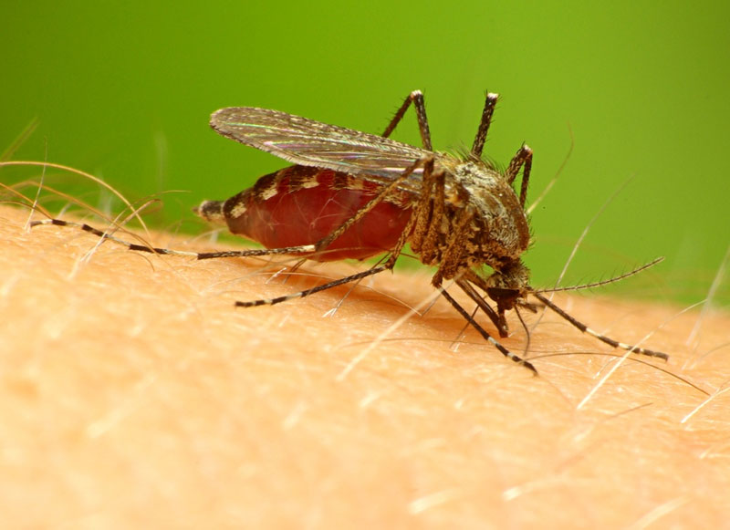 Bệnh sốt rét có nguy cơ bùng phát tại châu Phi do thuốc giả