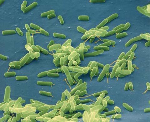 Béo - Lỗi tại vi khuẩn