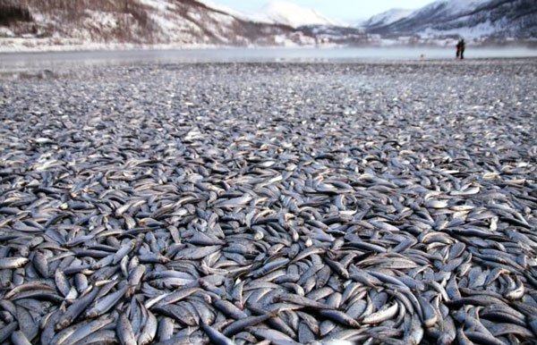 Bí ẩn 20 tấn cá chết bên bờ biển Nauy