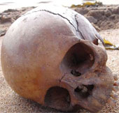 Bí ẩn bộ xương hàm 1000 tuổi bên bờ biển