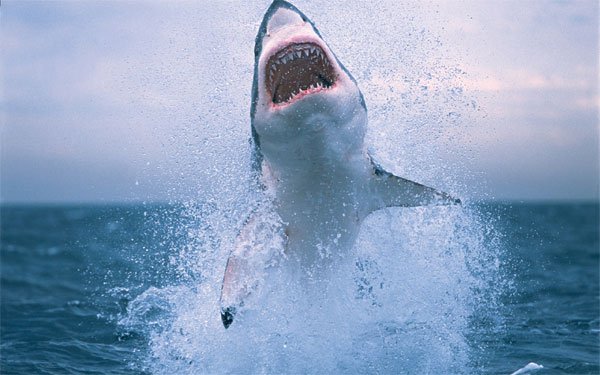 Bí ẩn đời sống tình dục lạ thường của cá mập trắng