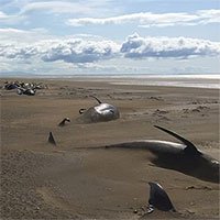 Bí ẩn hàng loạt xác cá voi chết dạt vào bờ không lý giải nổi