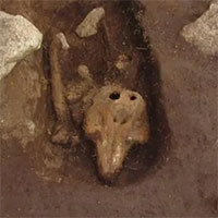 Bí ẩn mộ tu sĩ cổ chứa hài cốt cá heo ở Anh