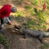 Bị cá sấu tấn công, người đàn ông cầm chảo đập thẳng mặt con vật 