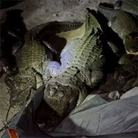 Bị đàn cá sấu phục kích khu cắm trại lúc nửa đêm, nhóm 
