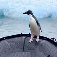 Bị hải cẩu báo truy đuổi, chim cánh cụt vội vàng nhảy lên thuyền của du khách để trốn